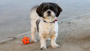 Ευρωπαϊκό συνέδριο τονίζει τα οφέλη των κατοικίδιων για την υγιή γήρανση